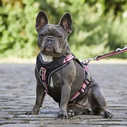 Wolters Hunde-Geschirr Geschirr Active Pro rot/schwarz günstig online kaufen