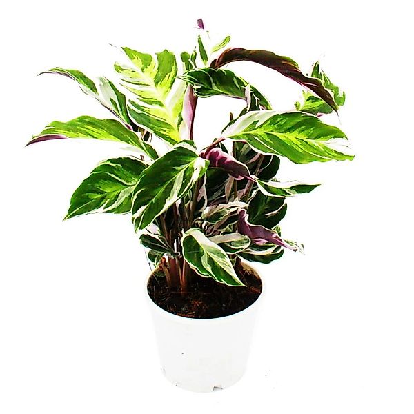 Exotenherz Zimmerpflanze Schattenpflanze Calathea Fusion White 14cm Topf ca günstig online kaufen