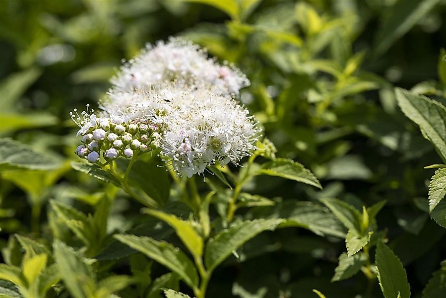 Pflanzen für Dich Gehölze Spiraea jap. Albiflora, 1 St., Japanischer Spiers günstig online kaufen
