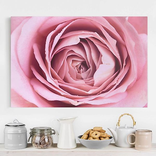 Leinwandbild Blumen - Querformat Rosa Rosenblüte günstig online kaufen