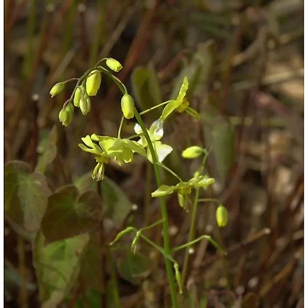 Schwarzmeer Elfenblume - Epimedium pinnatum günstig online kaufen