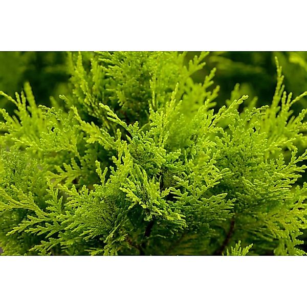 Chamaecyparis,awsoniana 'Stardust' 100-125 cm günstig online kaufen