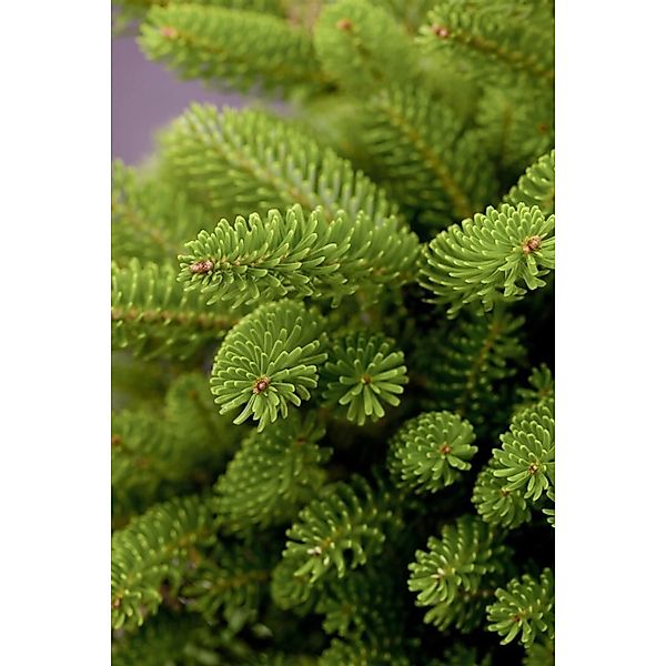 Abies Koreana Molli Koreanische Tanne Immergrün 125–150 cm günstig online kaufen