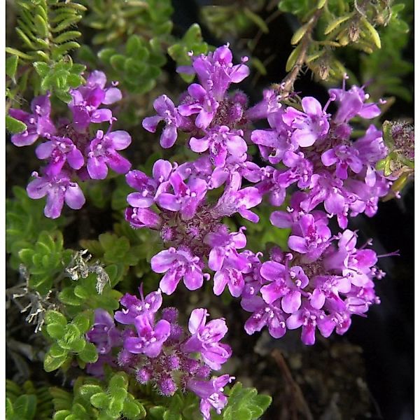 Teppich Thymian Pink Chintz - Thymus praecox günstig online kaufen