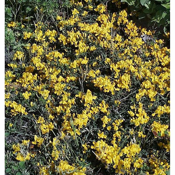 Porlock Ginster 20-30cm - Genista günstig online kaufen