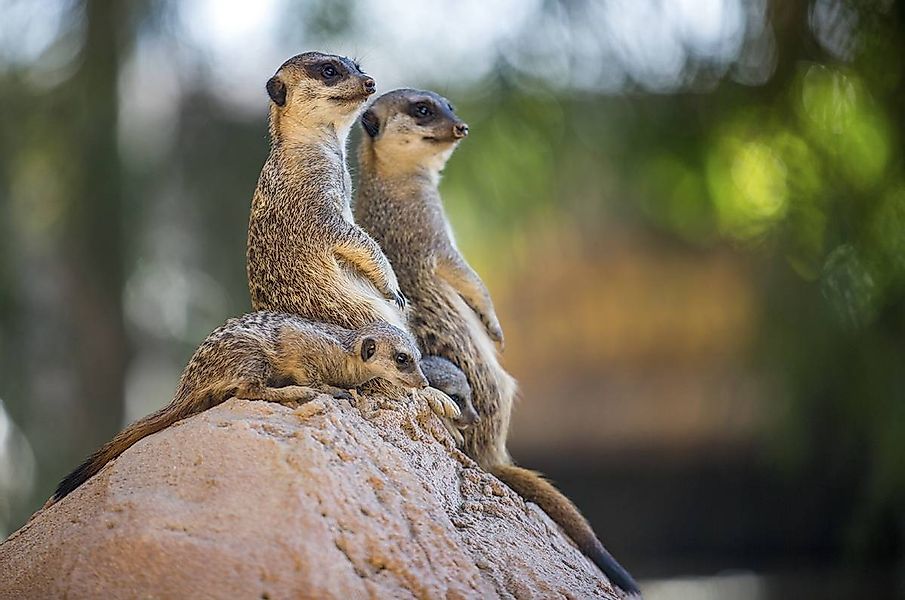 Wandkraft | Wanddekoration Wildlife Friends günstig online kaufen