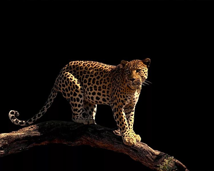Fototapete "Leopard" 4,00x2,67 m / Glattvlies Brillant günstig online kaufen