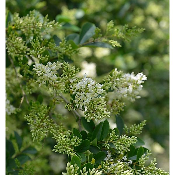 Ovalblättrige Liguster 60-80cm - Ligustrum ovalifolium günstig online kaufen