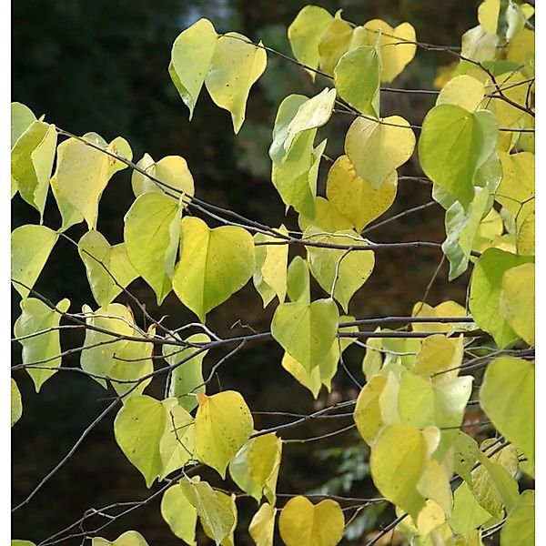 Kanadischer Judasbaum Golden Falls 80-100cm - Cercis canadensis günstig online kaufen