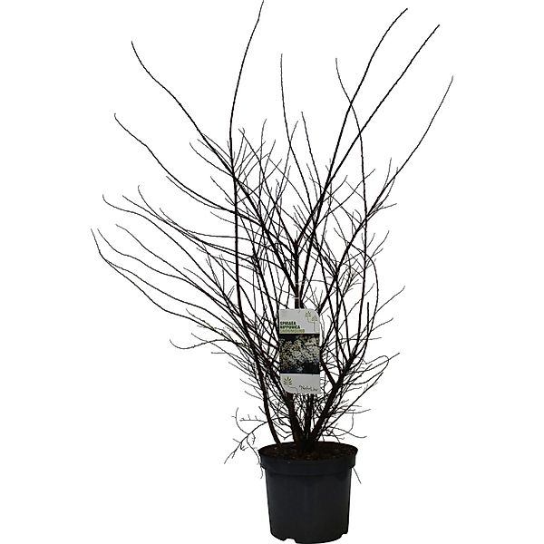 GROW by OBI Strauchspiere Snowmound Weiß Höhe ca. 80 - 100 cm Topf ca. 7,5, günstig online kaufen