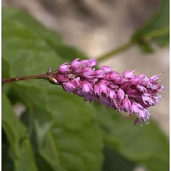 Kerzenknöterich - Persicaria amplexicaulis günstig online kaufen