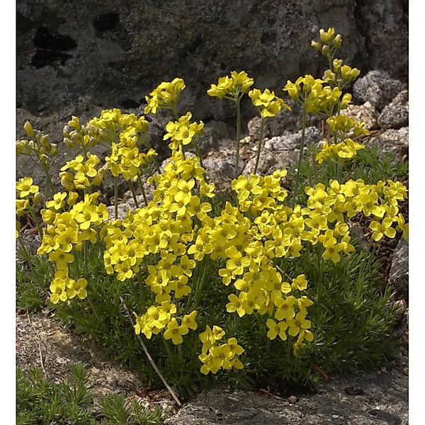 Olymp Felsenblümchen - Draba bruniifolia günstig online kaufen