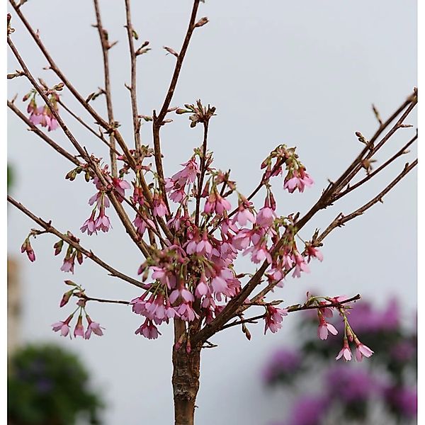 Hochstamm Zierkirsche Okame 100-125cm - Prunus Okame günstig online kaufen