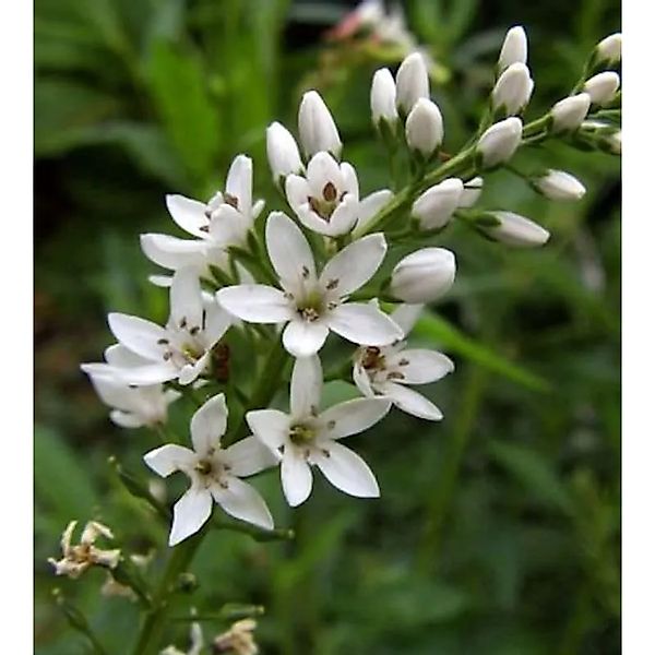 Nickender Felberich - Lysimachia barystachys günstig online kaufen