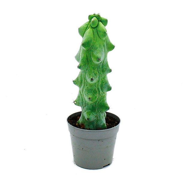 Exotenherz Kaktus Myrtillocactus geometrizans seltener Heidelbeerkaktus 6,5 günstig online kaufen