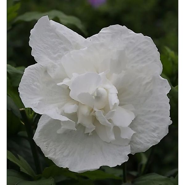 Garteneibisch White Chiffon 30-40cm - Hibiscus syriacus günstig online kaufen
