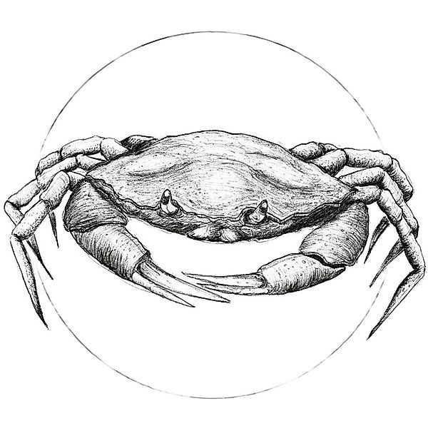 Komar Bild »Crab White«, Tiere, (1 St.), Wandbild zur Dekoration - ohne Rah günstig online kaufen