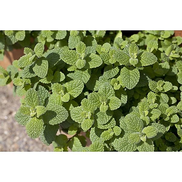 Mentha Suaveolens Apfelminze Ca. 9x9 cm Topf günstig online kaufen