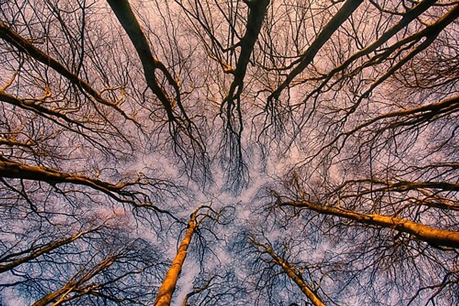 Papermoon Fototapete »Sonnenaufgang durch den Wald« günstig online kaufen