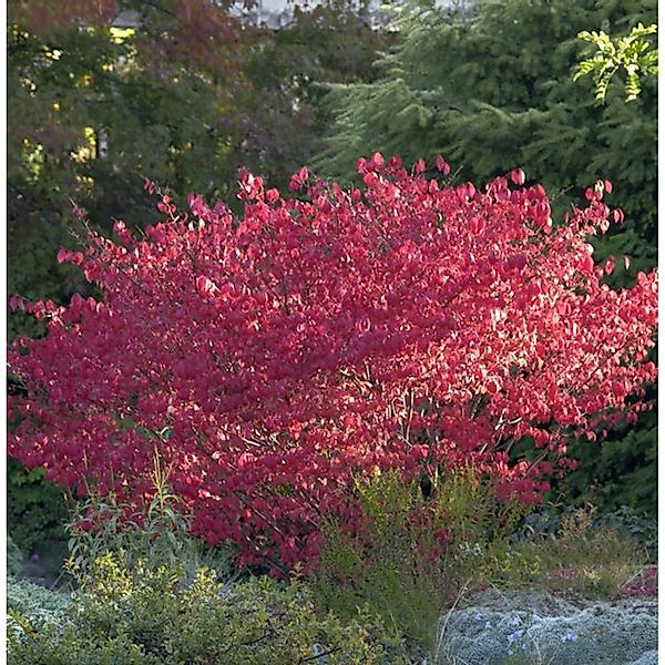 Korkflügelstrauch Compactus 80-100cm - Euonymus alatus günstig online kaufen