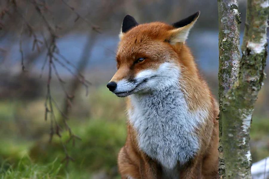 Papermoon Fototapete »Red Fox« glatt günstig online kaufen