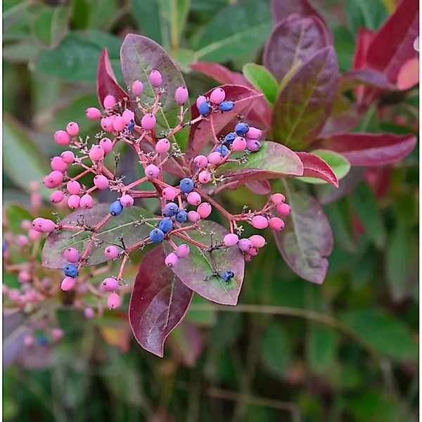 Amerikanischer Schneeball Brandywine 80-100cm - Viburnum nudum günstig online kaufen