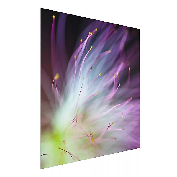 Alu-Dibond Bild Blumen - Quadrat Blütenstaub günstig online kaufen