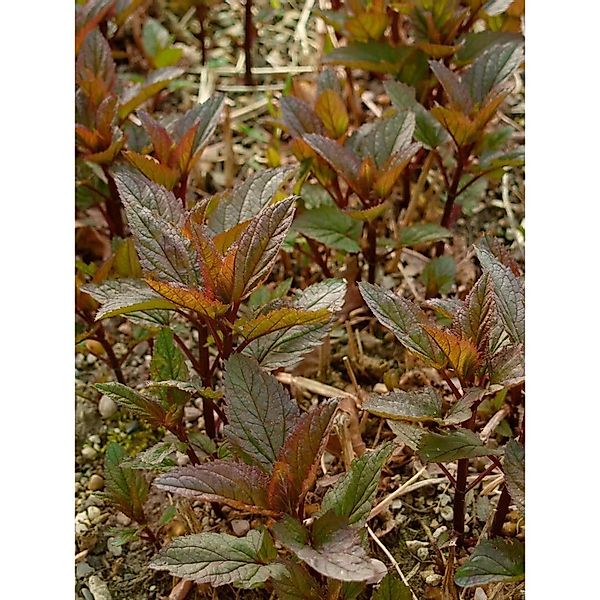 Scrophularia Nodosa Braunwurz Ca. 9x9 cm Topf günstig online kaufen