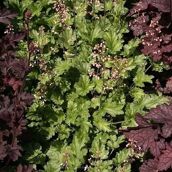 Purpurglöckchen Strawberry Swirl - Heuchera micrantha günstig online kaufen