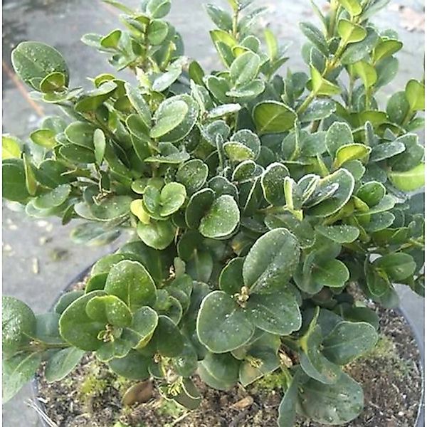 Buchsbaum Rotundifolia 25-30cm - Buxus sempervirens günstig online kaufen