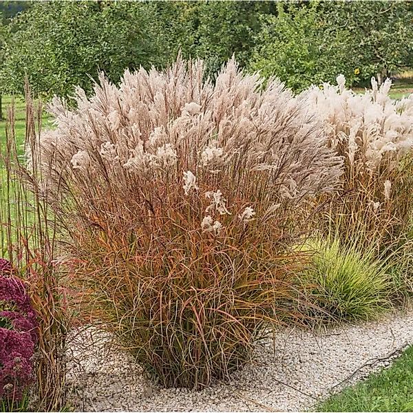 Chinaschilf Miss Mini - XXXL Topf - Miscanthus sinensis günstig online kaufen