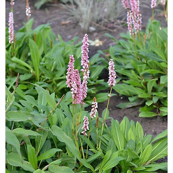 Schneckenknöterich Donald Lowndes - Persicaria affinis günstig online kaufen