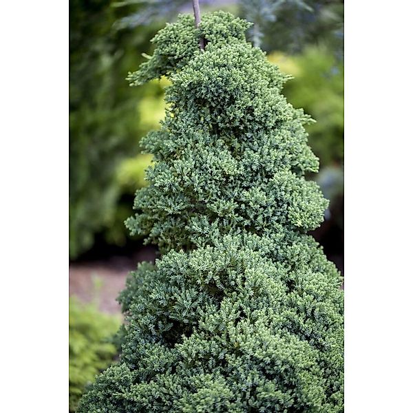 Juniperus Procumbens Nana Kriech-Wacholder 25–30 cm günstig online kaufen