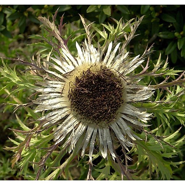 Stengel Silberdistel - Carlina acaulis günstig online kaufen