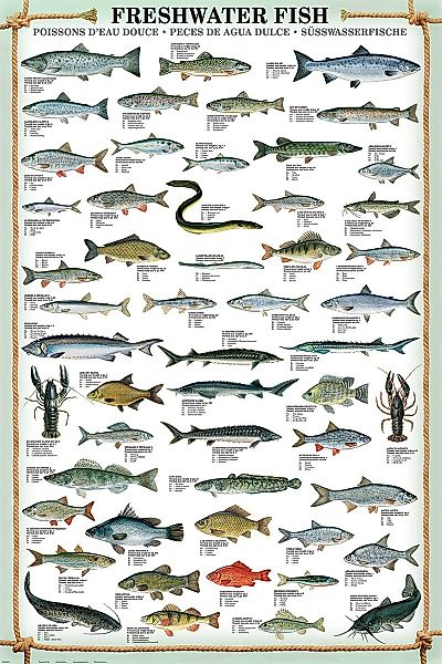 Close Up Kunstdruck Freshwater Fish Kunstdruck günstig online kaufen