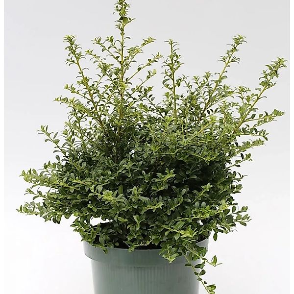 Japanische Stechpalme Ilex Twiggy 15-20cm - Ilex crenata Twiggy günstig online kaufen
