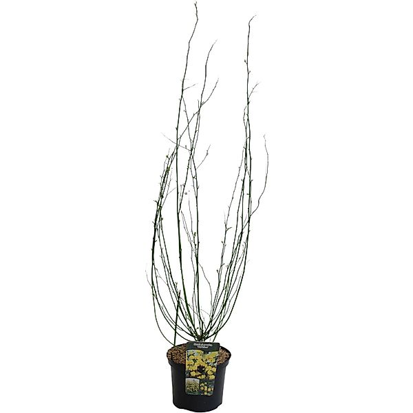 Ranunkelstrauch Pleniflora Gelb Höhe ca. 40-60 cm Topf ca. 5 l Kerria japon günstig online kaufen