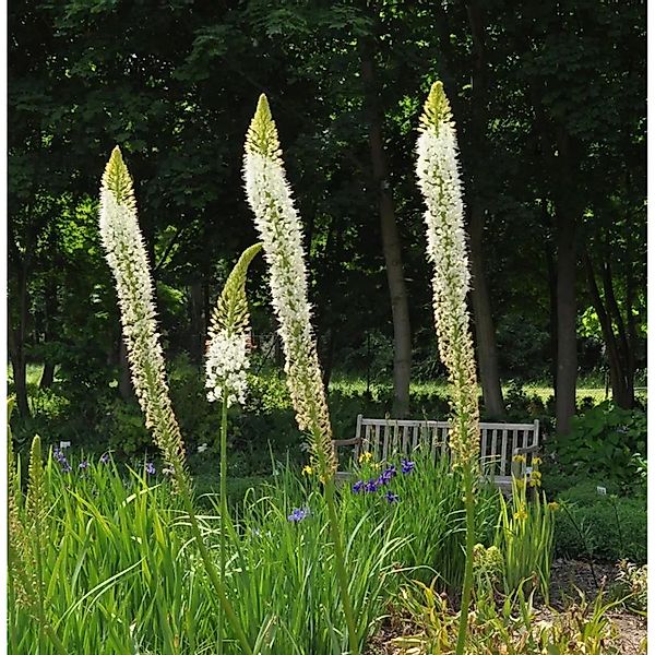 Gelbe Steppenlilie - Eremurus stenophyllus günstig online kaufen