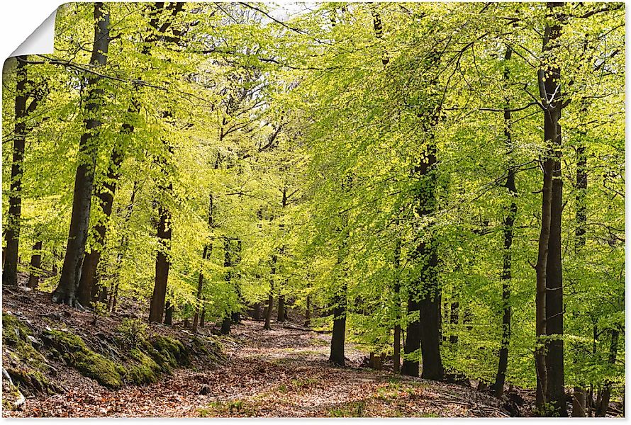 Artland Wandbild "Die Buchen im Frühling", Wald, (1 St.), als Alubild, Outd günstig online kaufen