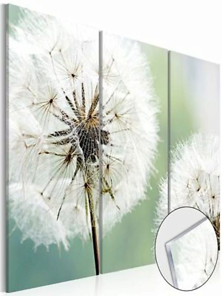 artgeist Acrylglasbild Fluffy Dandelions [Glass] mehrfarbig Gr. 120 x 80 günstig online kaufen