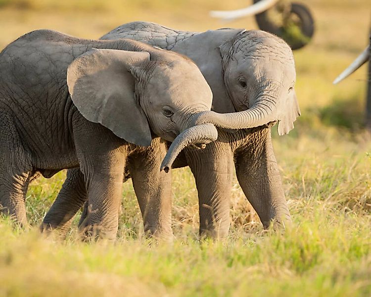 Fototapete "Elefantbabys" 4,00x2,50 m / Glattvlies Perlmutt günstig online kaufen