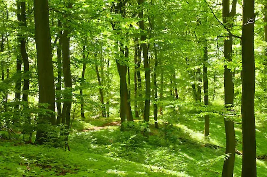Papermoon Fototapete »German Beech Forest« günstig online kaufen