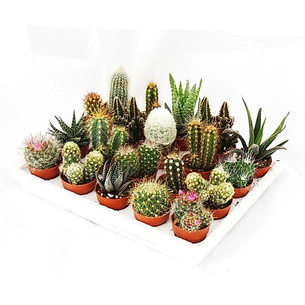 Exotenherz Kaktus Mini-Kakteen und Sukkulenten - Set mit 20 Pflanzen günstig online kaufen