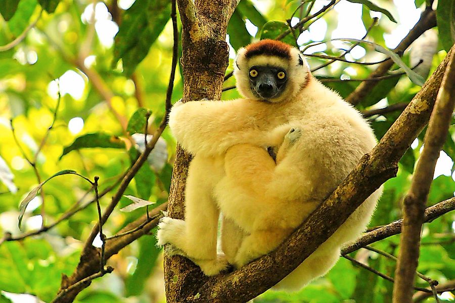 Papermoon Fototapete "MAKI LEMOR MIT BABY-MADAGASKAR AFFE TIERE BAUM" günstig online kaufen