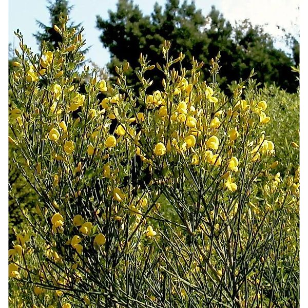 Duftender Kriechginster 30-40cm - Cytisus beanii günstig online kaufen