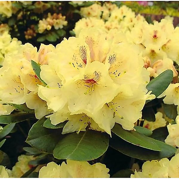 Großblumige Rhododendron Goldbukett 25-30cm - Alpenrose günstig online kaufen